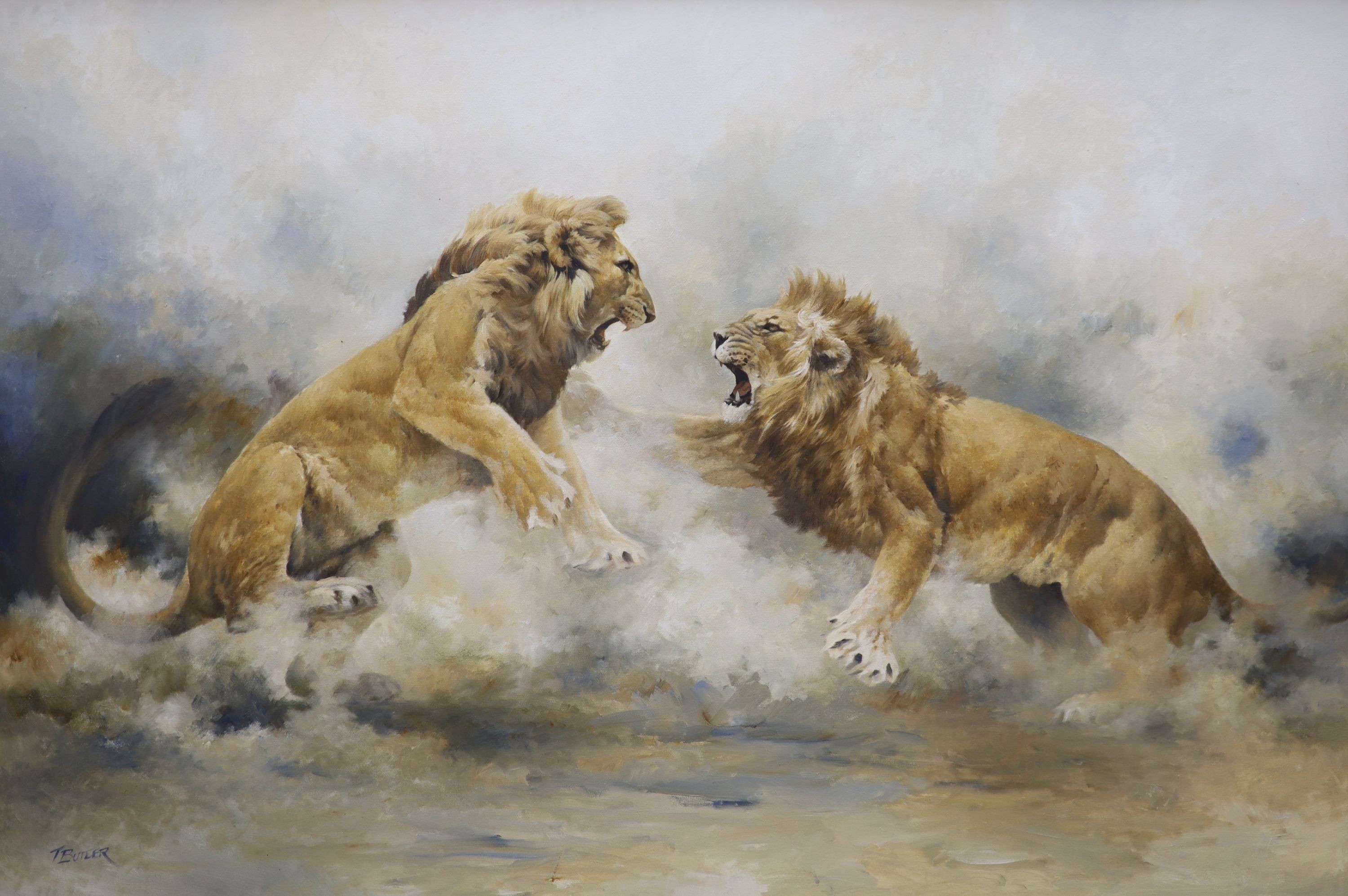 Tony Butler (1945-), oil on canvas, Fighting lions, signed, 96 x 144cm